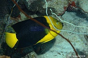Holacanthus tricolor Poisson ange tricolore-Bonaire Buddy reef-23m-20120217-Denis-ADER-DSC_6248_tn